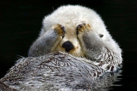 Sea otter or sea otter – photo and description of the Red Book animal, calves and sizes