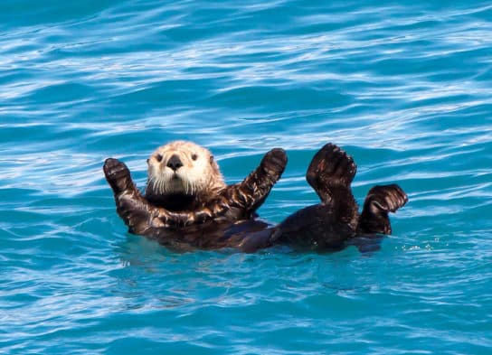Sea otter or sea otter – photo and description of the Red Book animal, calves and sizes