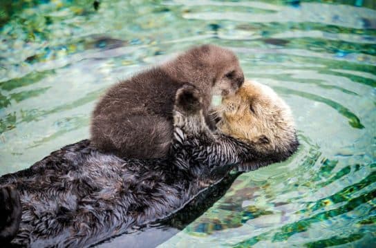 Sea otter or sea otter – photo and description of the Red Book animal, calves and sizes