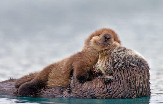 Sea otter or sea otter – photo and description of the Red Book animal, calves and sizes
