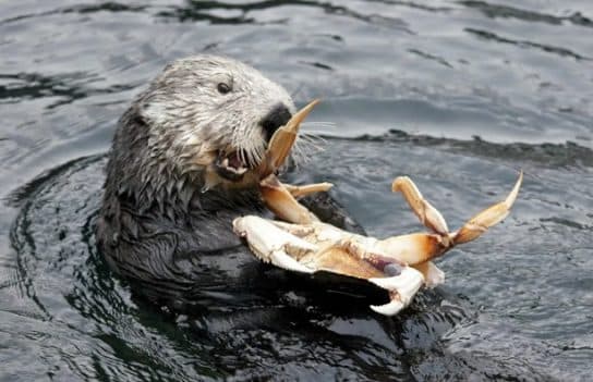 Sea otter or sea otter – photo and description of the Red Book animal, calves and sizes