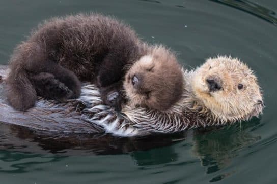 Sea otter or sea otter – photo and description of the Red Book animal, calves and sizes