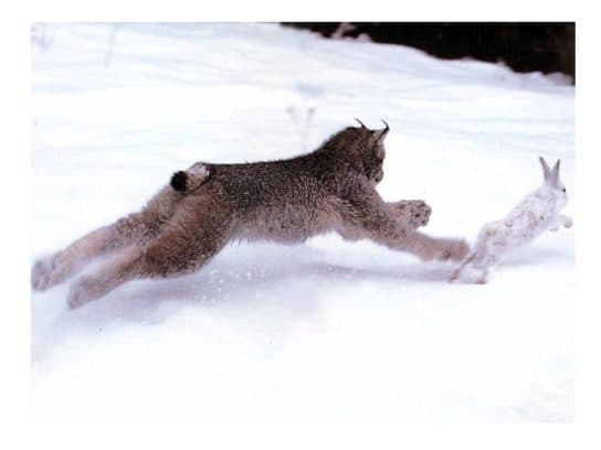 Lince canadense à caça Lince canadense – uma foto de um animal e uma descrição de onde ele vive e o que come, vídeo