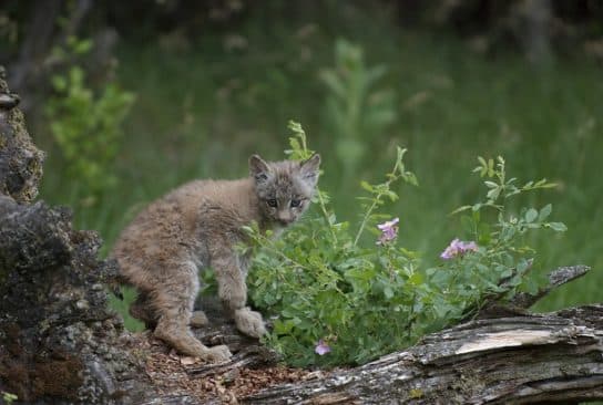 gatinho lince doméstico Lince canadense – uma foto de um animal e uma descrição de onde ele vive e o que come, vídeo