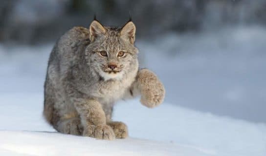 descrição do lince canadense Lince canadense – uma foto de um animal e uma descrição de onde ele vive e o que come, vídeo