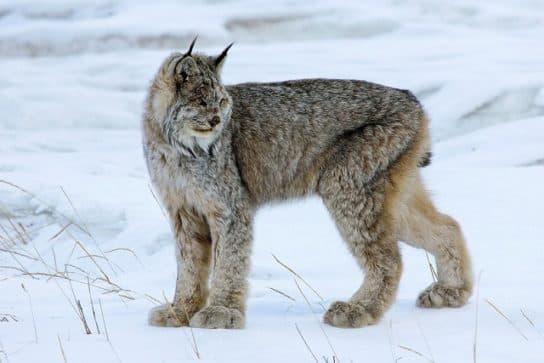 como se parece um lince canadense Lince canadense – uma foto de um animal e uma descrição de onde ele vive e o que come, vídeo