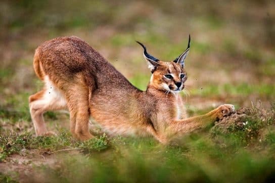 Famille f&eacute;line – esp&egrave;ces et repr&eacute;sentants d&rsquo;animaux carnivores |  Liste des chats avec photos et descriptions