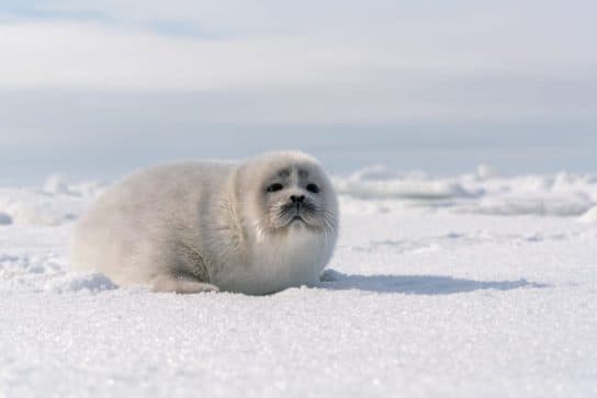 Caspian seal (seal) – photo, video and description of what it looks like and where it lives