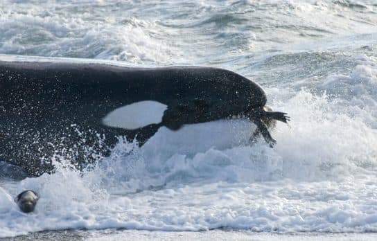 Caspian seal (seal) – photo, video and description of what it looks like and where it lives