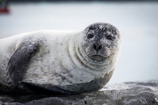 Caspian seal (seal) – photo, video and description of what it looks like and where it lives