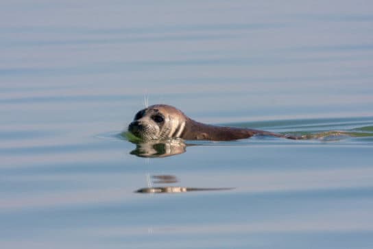 Caspian seal (seal) – photo, video and description of what it looks like and where it lives