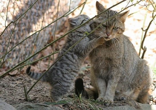 Chat des for&ecirc;ts du Caucase Red Book – photo et description