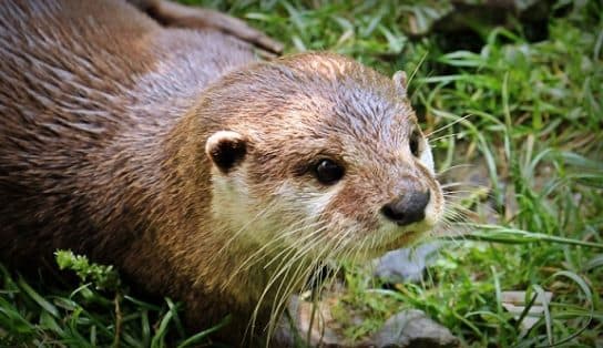 Loutre du Caucase du Livre rouge – photo et description, message court