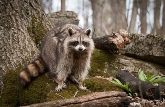 Loutre du Caucase du Livre rouge – photo et description, message court