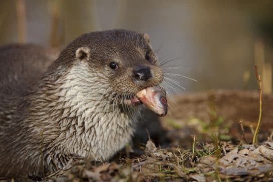 Loutre du Caucase du Livre rouge – photo et description, message court