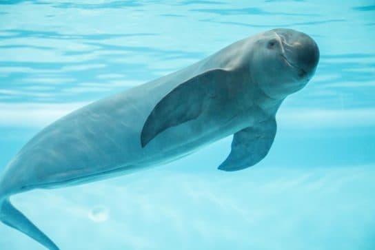 Cetacean mammals – species and representatives of the order, list with photos and names