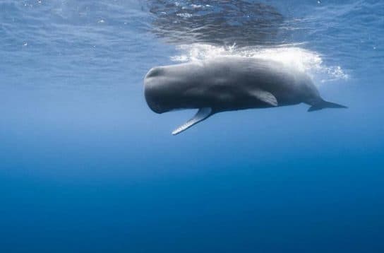 Cetacean mammals – species and representatives of the order, list with photos and names
