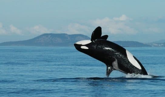 Cetacean mammals – species and representatives of the order, list with photos and names