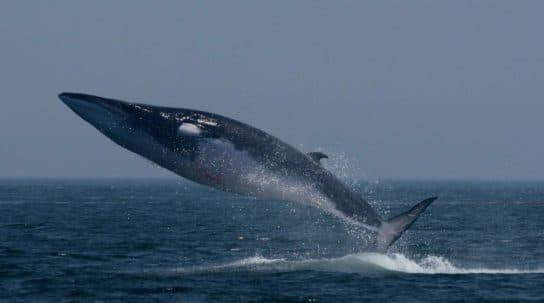 Cetacean mammals – species and representatives of the order, list with photos and names