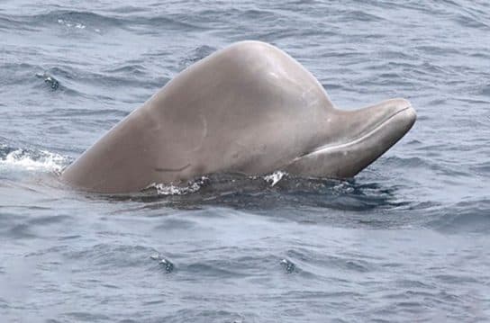 Cetacean mammals – species and representatives of the order, list with photos and names