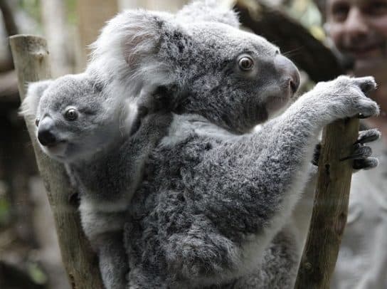 коала с детенышем Koala – a photo of an animal, what continent it lives on, what it eats, interesting facts
