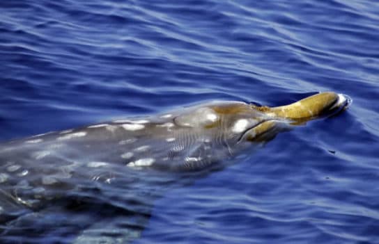 Diente de cintur&oacute;n de comandante (Diente de cintur&oacute;n de Steineger): foto y video, descripci&oacute;n de la apariencia y d&oacute;nde vive