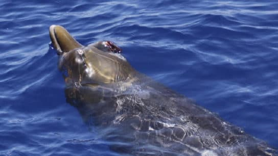 Diente de cintur&oacute;n de comandante (Diente de cintur&oacute;n de Steineger): foto y video, descripci&oacute;n de la apariencia y d&oacute;nde vive