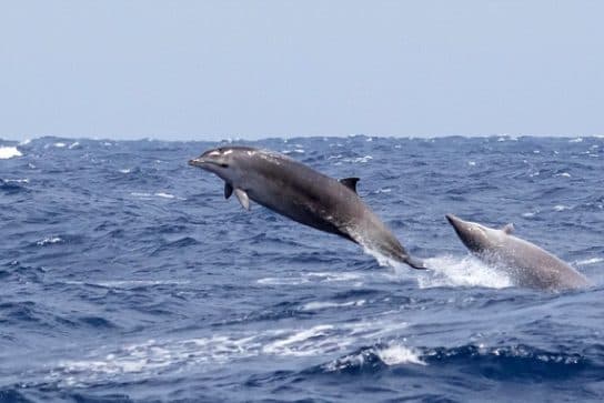 Diente de cintur&oacute;n de comandante (Diente de cintur&oacute;n de Steineger): foto y video, descripci&oacute;n de la apariencia y d&oacute;nde vive