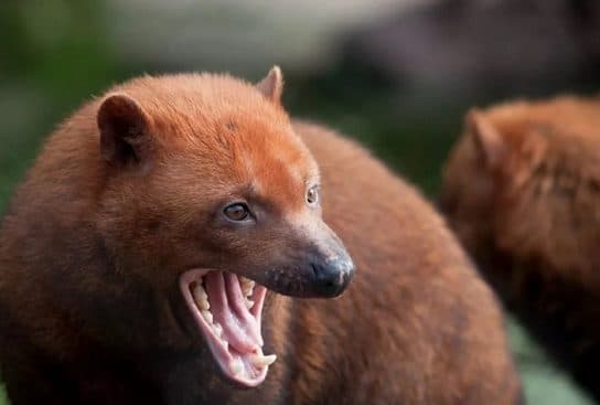à quoi ressemble un chien de brousse Chien d’arbuste – photo et description, vidéo, livre rouge, message