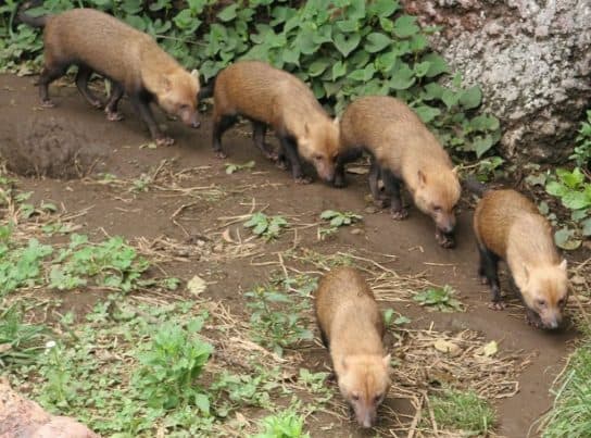 comment vivent les chiens de brousse Chien d’arbuste – photo et description, vidéo, livre rouge, message