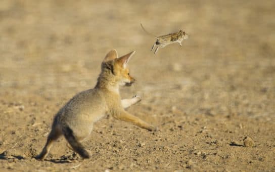Zorro Fennec – animal del desierto |  Foto, descripci&oacute;n, datos interesantes, donde vive, informe.