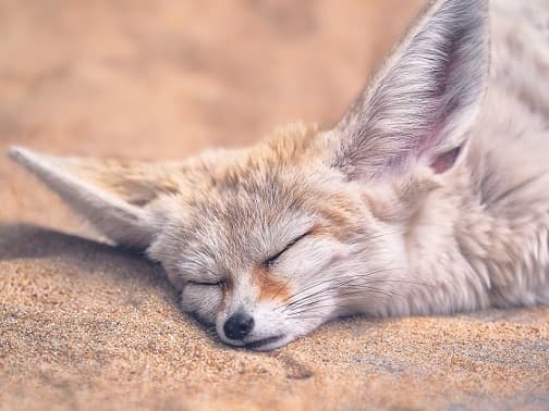 Zorro Fennec – animal del desierto |  Foto, descripci&oacute;n, datos interesantes, donde vive, informe.