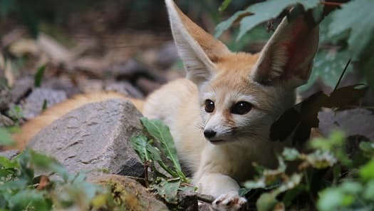 Zorro Fennec – animal del desierto |  Foto, descripci&oacute;n, datos interesantes, donde vive, informe.