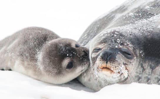 Li&egrave;vre de mer Lakhtak – photo, vid&eacute;o et description de l&rsquo;animal