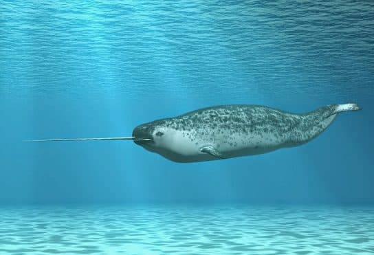 Narwhal – unic&oacute;rnio do mar, foto e descri&ccedil;&atilde;o, curiosidades, onde mora e fotos
