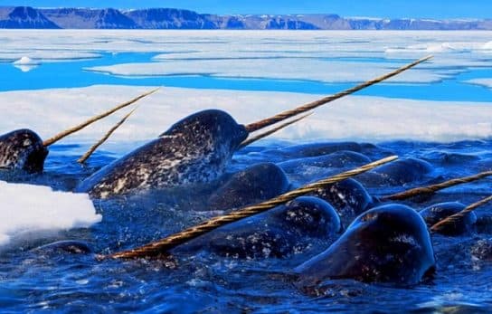 Narwhal – unic&oacute;rnio do mar, foto e descri&ccedil;&atilde;o, curiosidades, onde mora e fotos