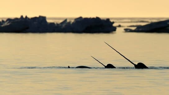 Narwhal – unic&oacute;rnio do mar, foto e descri&ccedil;&atilde;o, curiosidades, onde mora e fotos
