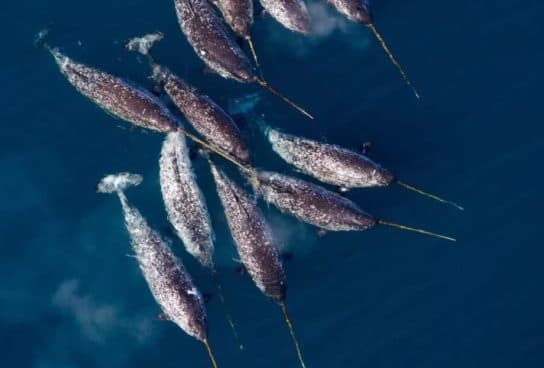 Narwhal – unic&oacute;rnio do mar, foto e descri&ccedil;&atilde;o, curiosidades, onde mora e fotos