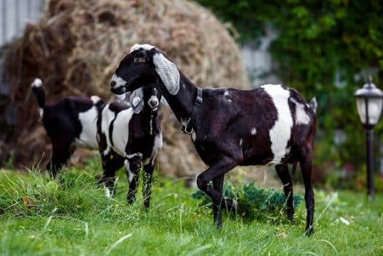 Cabras da N&uacute;bia – fotos e descri&ccedil;&atilde;o da ra&ccedil;a, cuidados e manuten&ccedil;&atilde;o, v&iacute;deo