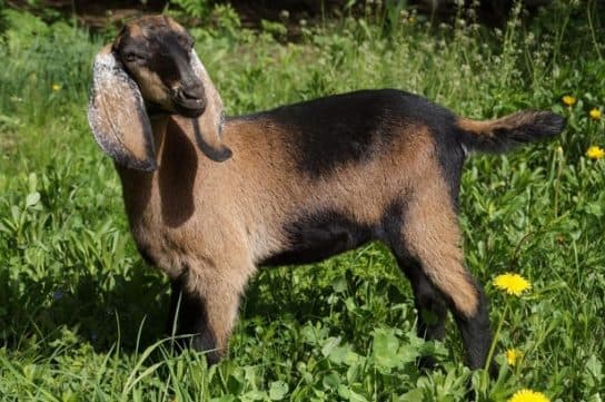 Cabras da N&uacute;bia – fotos e descri&ccedil;&atilde;o da ra&ccedil;a, cuidados e manuten&ccedil;&atilde;o, v&iacute;deo