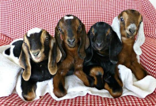 Cabras da N&uacute;bia – fotos e descri&ccedil;&atilde;o da ra&ccedil;a, cuidados e manuten&ccedil;&atilde;o, v&iacute;deo