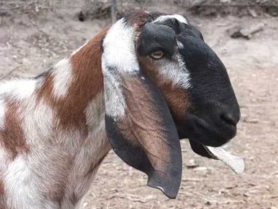 Cabras da N&uacute;bia – fotos e descri&ccedil;&atilde;o da ra&ccedil;a, cuidados e manuten&ccedil;&atilde;o, v&iacute;deo
