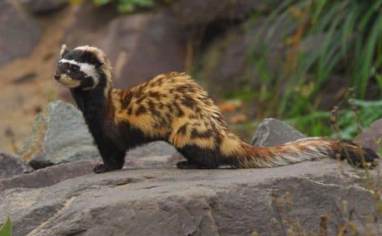 Curativo para fur&atilde;o ou peregula&ccedil;&atilde;o do Livro Vermelho – foto, descri&ccedil;&atilde;o e relat&oacute;rio