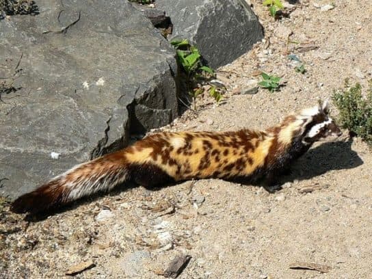 Curativo para fur&atilde;o ou peregula&ccedil;&atilde;o do Livro Vermelho – foto, descri&ccedil;&atilde;o e relat&oacute;rio