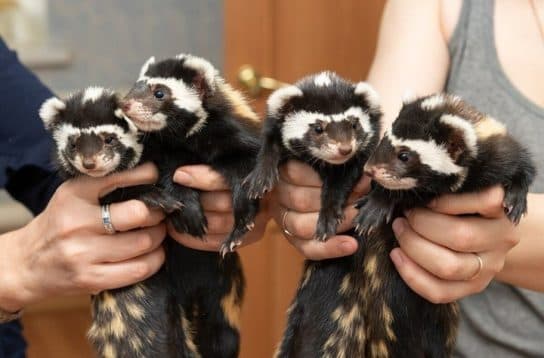 Curativo para fur&atilde;o ou peregula&ccedil;&atilde;o do Livro Vermelho – foto, descri&ccedil;&atilde;o e relat&oacute;rio