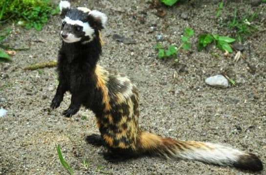 Curativo para fur&atilde;o ou peregula&ccedil;&atilde;o do Livro Vermelho – foto, descri&ccedil;&atilde;o e relat&oacute;rio