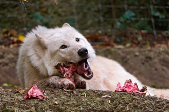 Polar wolf – photo and description of a white wolf, what it eats and where it lives, appearance, facts