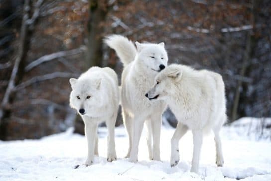 Polar wolf – photo and description of a white wolf, what it eats and where it lives, appearance, facts