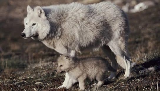 Polar wolf – photo and description of a white wolf, what it eats and where it lives, appearance, facts