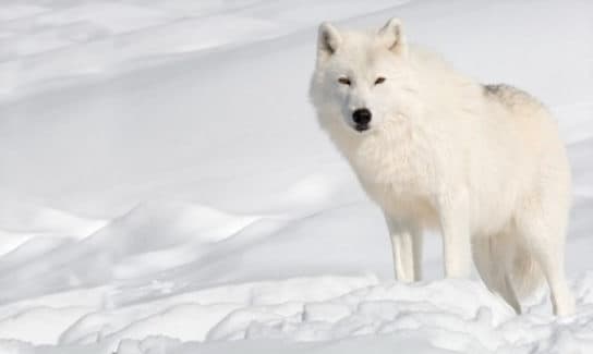 Polar wolf – photo and description of a white wolf, what it eats and where it lives, appearance, facts